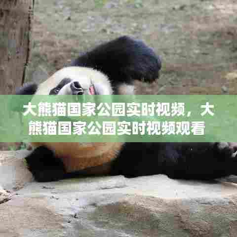 大熊猫国家公园实时视频，大熊猫国家公园实时视频观看 