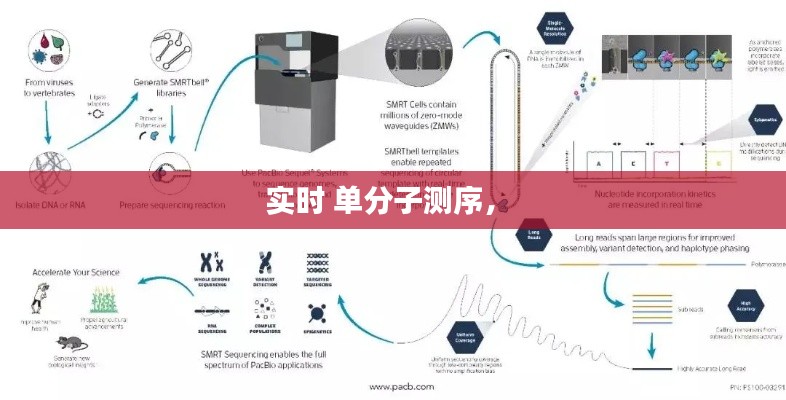 实时 单分子测序， 
