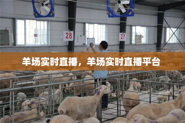 羊场实时直播，羊场实时直播平台 