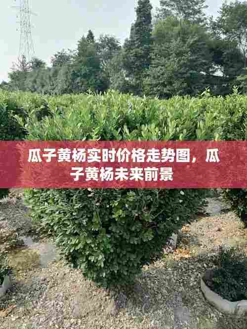 瓜子黄杨实时价格走势图，瓜子黄杨未来前景 