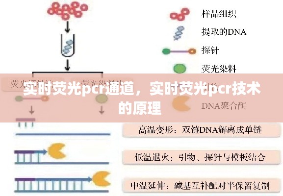 实时荧光pcr通道，实时荧光pcr技术的原理 