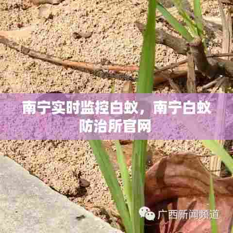 南宁实时监控白蚁，南宁白蚁防治所官网 