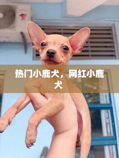 热门小鹿犬，网红小鹿犬 