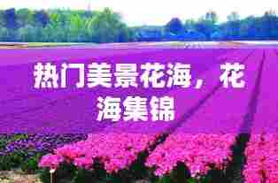 热门美景花海，花海集锦 