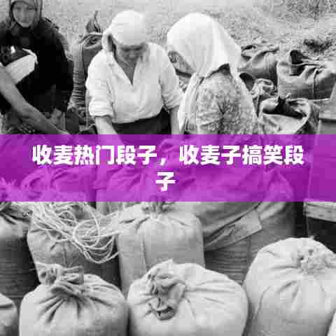 收麦热门段子，收麦子搞笑段子 