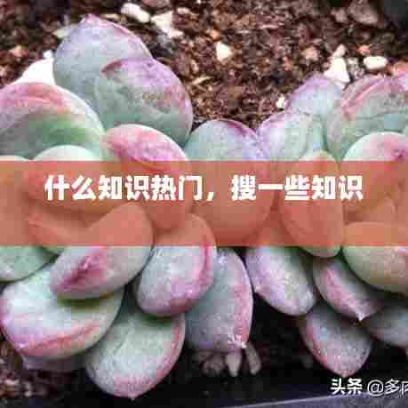 什么知识热门，搜一些知识 