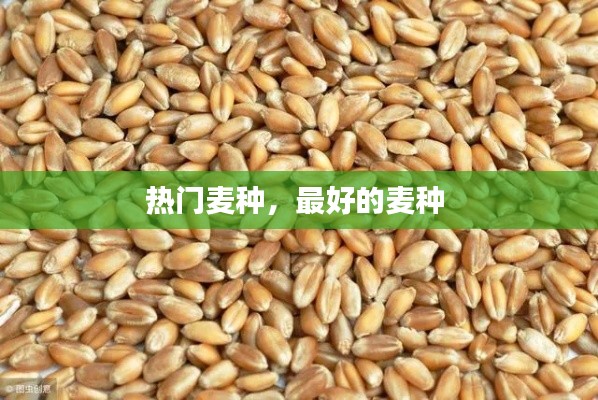 肝胆相照 第7页