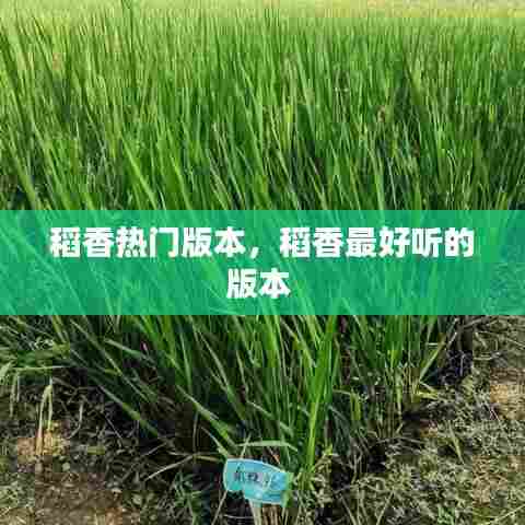 稻香热门版本，稻香最好听的版本 