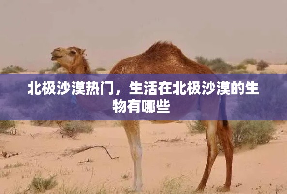 北极沙漠热门，生活在北极沙漠的生物有哪些 