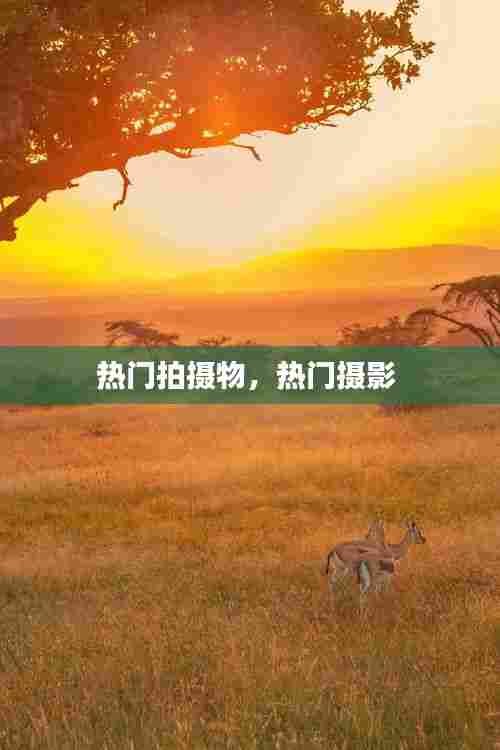 热门拍摄物，热门摄影 