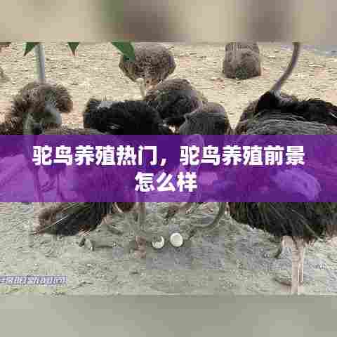 驼鸟养殖热门，驼鸟养殖前景怎么样 