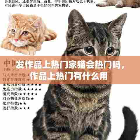 发作品上热门家猫会热门吗，作品上热门有什么用 