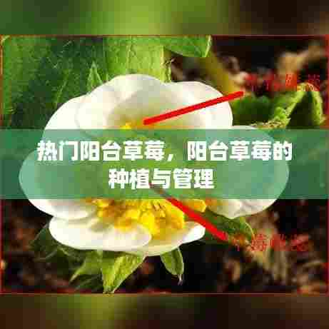 热门阳台草莓，阳台草莓的种植与管理 