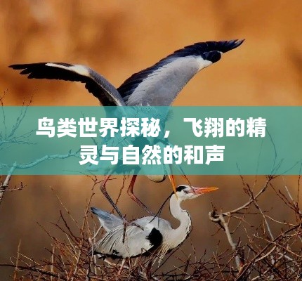 鸟类世界探秘，飞翔的精灵与自然的和声