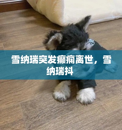 雪纳瑞突发癫痫离世，雪纳瑞抖 