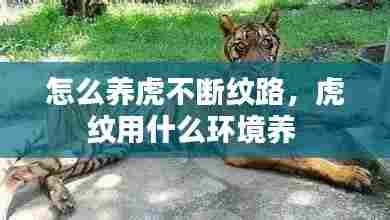 怎么养虎不断纹路，虎纹用什么环境养 