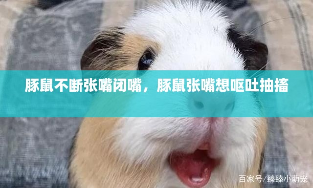 豚鼠不断张嘴闭嘴，豚鼠张嘴想呕吐抽搐 