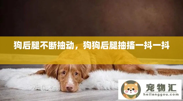 狗后腿不断抽动，狗狗后腿抽搐一抖一抖 