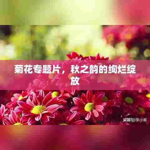 菊花专题片，秋之韵的绚烂绽放
