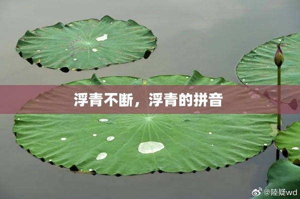 浮青不断，浮青的拼音 