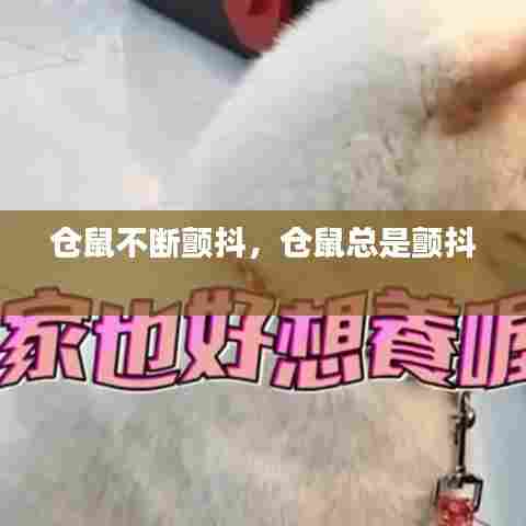 仓鼠不断颤抖，仓鼠总是颤抖 