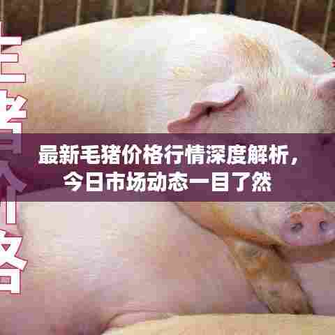 最新毛猪价格行情深度解析，今日市场动态一目了然