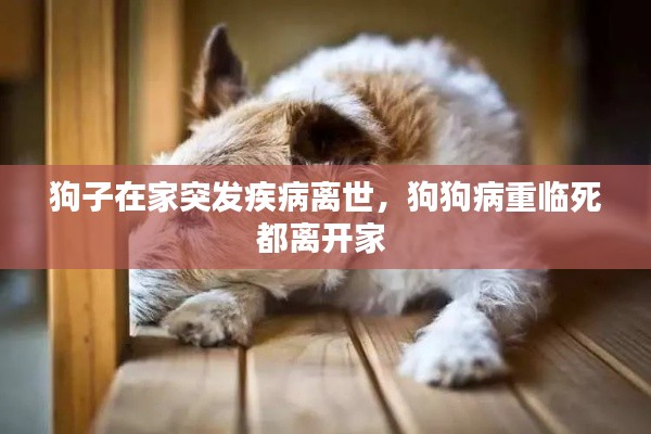 狗子在家突发疾病离世，狗狗病重临死都离开家 