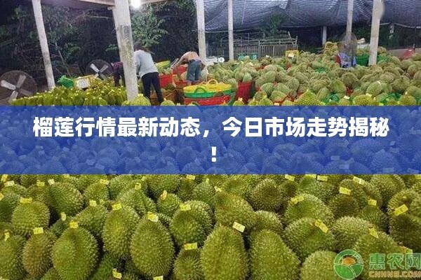 榴莲行情最新动态，今日市场走势揭秘！