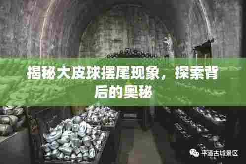 揭秘大皮球摆尾现象，探索背后的奥秘