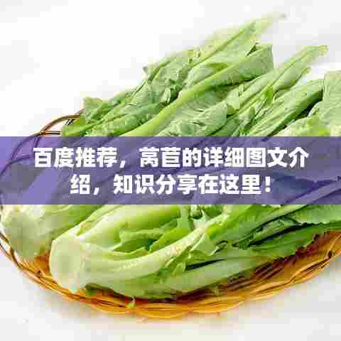 百度推荐，莴苣的详细图文介绍，知识分享在这里！