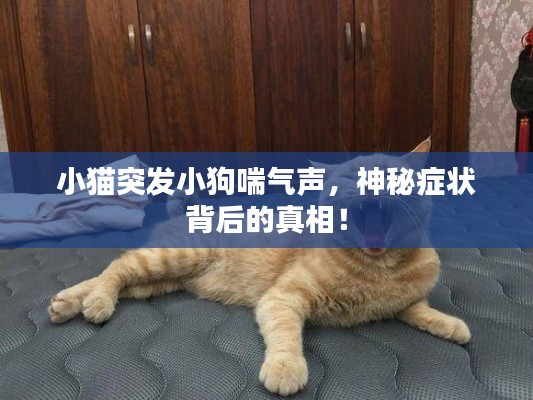 小猫突发小狗喘气声，神秘症状背后的真相！