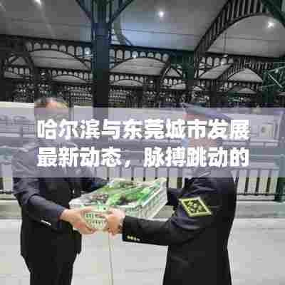 哈尔滨与东莞城市发展最新动态，脉搏跳动的头条新闻