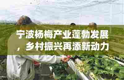 宁波杨梅产业蓬勃发展，乡村振兴再添新动力