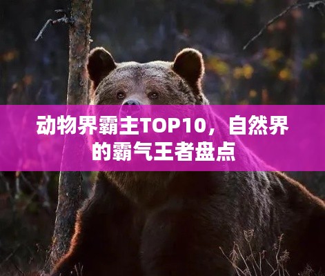 动物界霸主TOP10，自然界的霸气王者盘点