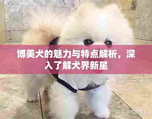 博美犬的魅力与特点解析，深入了解犬界新星