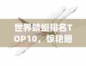 世界蜻蜓排名TOP10，惊艳翅膀，谁居榜首？
