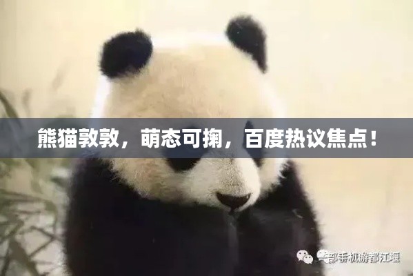 熊猫敦敦，萌态可掬，百度热议焦点！