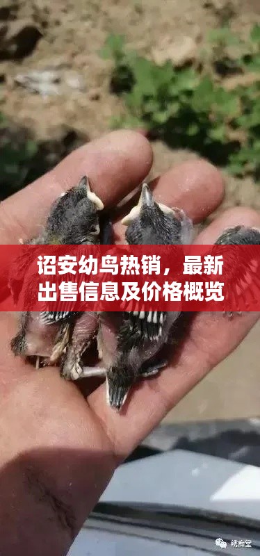 诏安幼鸟热销，最新出售信息及价格概览一网打尽