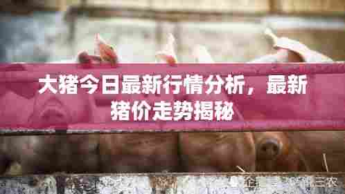 大猪今日最新行情分析，最新猪价走势揭秘