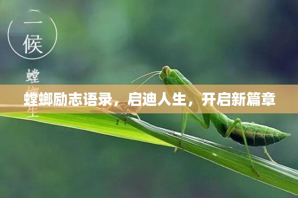 螳螂励志语录，启迪人生，开启新篇章
