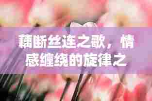 藕断丝连之歌，情感缠绕的旋律之美