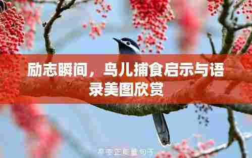 励志瞬间，鸟儿捕食启示与语录美图欣赏