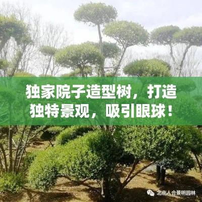 独家院子造型树，打造独特景观，吸引眼球！