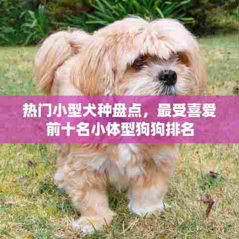 热门小型犬种盘点，最受喜爱前十名小体型狗狗排名