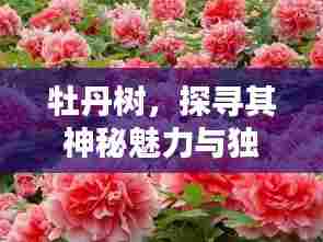牡丹树，探寻其神秘魅力与独特风采！