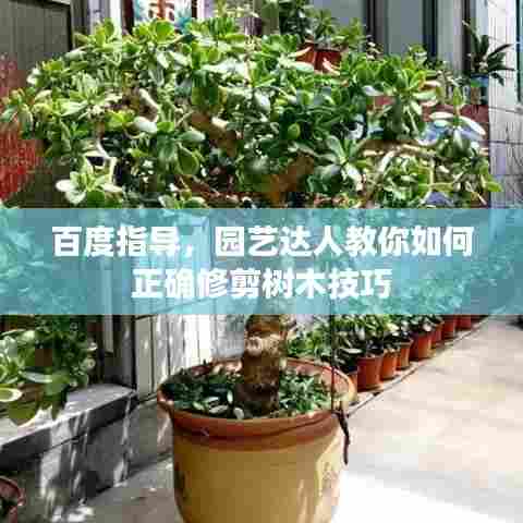 百度指导，园艺达人教你如何正确修剪树木技巧