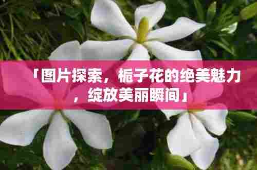「图片探索，栀子花的绝美魅力，绽放美丽瞬间」