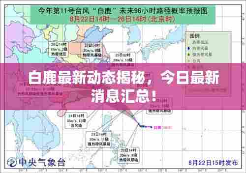 白鹿最新动态揭秘，今日最新消息汇总！