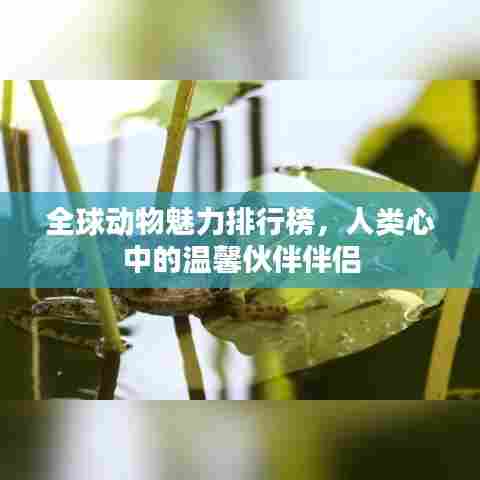 全球动物魅力排行榜，人类心中的温馨伙伴伴侣