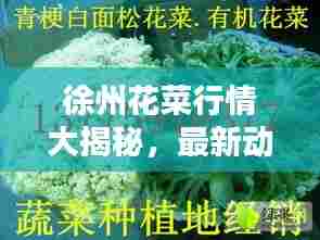 徐州花菜行情大揭秘，最新动态与价格走势